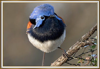 FAIRY WREN, NATURE, RAIRY, , WREN HD wallpaper
