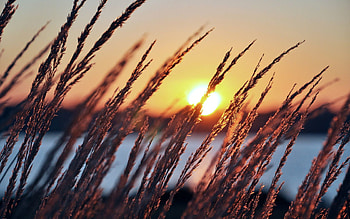 Nature, Sunset, Sun, Evening, Ears, Spikes HD wallpaper