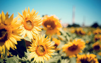 Sunflower Garden, sunflower, flowers, garden, nature HD wallpaper