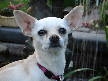 The Cute Chihuahua, cute dogs, mexican dogs, little dogs, nature, chihuahua HD wallpaper