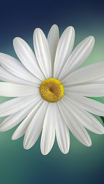 Colorful blooms, Samsung galaxy devices, High-definition , Captivating daisy HD phone wallpaper