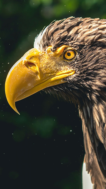 Eagle beak, Eagles HD phone wallpaper