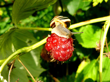 Raspberry, Macro, Close-Up, Berry, Snail HD wallpaper