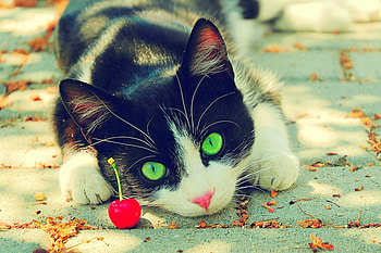 Cute Cat, cute, cat, beautiful HD wallpaper