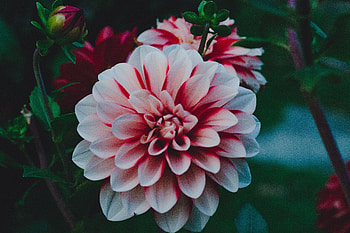 Flowers, Petals, Bud, Dahlia, Dahlia Rebekas World, Georgina Rebekah World HD wallpaper