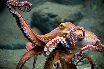 octopus , Stunning cephalopod , Captivating collection, Sea creature beauty HD wallpaper
