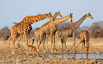 giraffes, cool, fun, animals HD wallpaper
