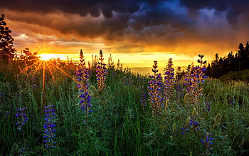 Lupine Wildflowers in the Wasatch Back, Utah, lupines, blossoms, landscape, clouds, colors, sky, sunset, usa HD wallpaper