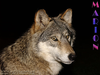 MARION AT NIGHT, night, wolves, color, animals, dogs, sky, grey wolf HD wallpaper