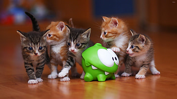 Cute kittens , Animal , Cute kittens HD wallpaper