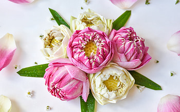 Lotuses, summer, pink, white, bouquet, flower, vara, lotus HD wallpaper