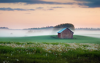 The Dandelion Field, Fog, Dandelions, Fields, Houses, Flowers, Farms, Nature, Clouds HD wallpaper