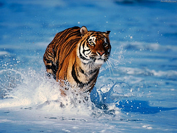 Animals, Snow, Predator, Tiger, Run Away, Run HD wallpaper