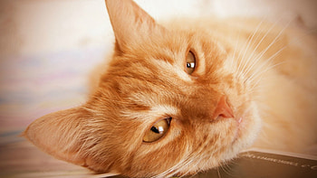 Animals, Cat, Fluffy, To Lie Down, Lie, Muzzle, Sight, Opinion HD wallpaper