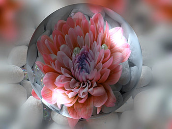 Dainty, digital, orb, art, flower, glass, nature HD wallpaper