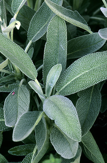 Mint blog, Local food hub, Culinary adventures, Sustainable farming practices HD phone wallpaper