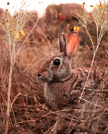 Hare, animal, cute HD phone wallpaper