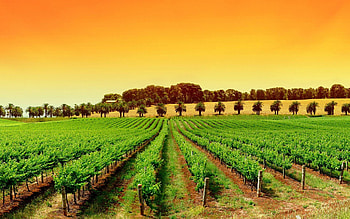 Farmers , Agriculture professionals, Rural life, Farming HD wallpaper