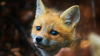 Cute fox cub, , mobile tablet, Cute HD wallpaper