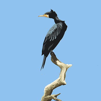Cormorant at Rushy Common, Bird sighting, Nature's retreat, Feathered elegance HD phone wallpaper