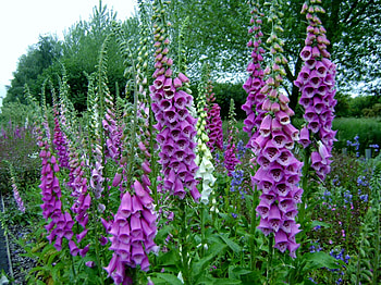 3D Foxglove, summer, pink, flowers, foxglove HD wallpaper