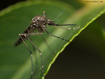 Untitled , bug, mosquito, fly, pest, insect, macro HD wallpaper