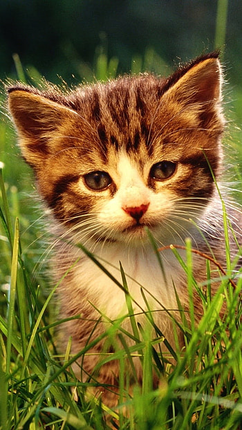 Cute Summer, Little Cat HD phone wallpaper