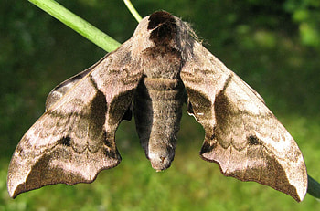 Hawk moth , Animal HQ, , 2019 HD wallpaper