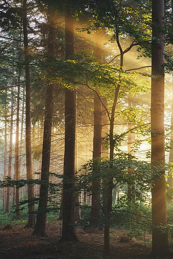 Nature, Trees, Rays, Beams, Forest, Branches HD phone wallpaper