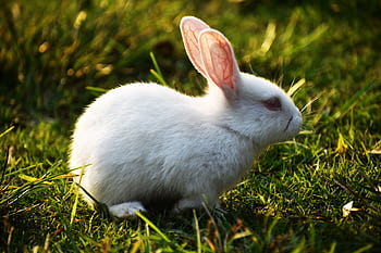 A cute white rabbit sitting on sunlit grass, perfect for animal lovers and nature enthusiasts. HD wallpaper