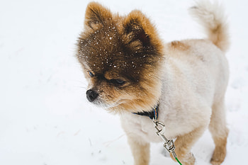 Animals, Dog, Leash, Puppy, Doggy, Pomeranian, Pomeranian Spitz HD wallpaper