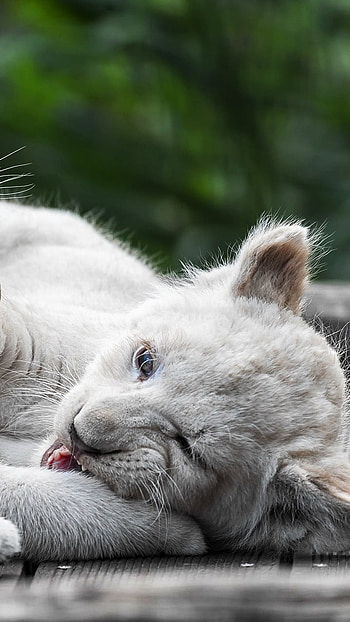 White Lion, Lion Cubs HD phone wallpaper