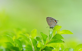 Grass, Leaves, Macro, Grey, Butterfly, Wings HD wallpaper