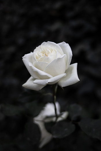 Flowers, Flower, Rose Flower, Rose, Bloom, Flowering, Bw, Chb HD phone wallpaper