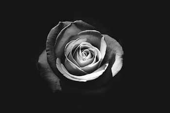 Rose Dark , rose, flowers, monochrome, black-and-white, dark HD wallpaper