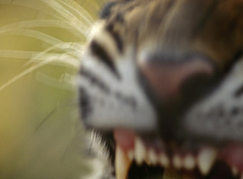 EXTREAM CLOSE-UP, closeup, tiger HD wallpaper