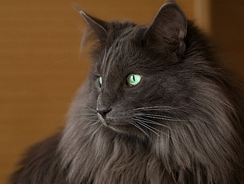 Animals, Cat, Fluffy, Sight, Opinion HD wallpaper