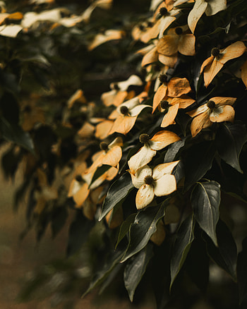 Flowers, Leaves, Bush, Plant, Dry HD phone wallpaper