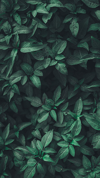 Nature, Leaves, Plant HD phone wallpaper