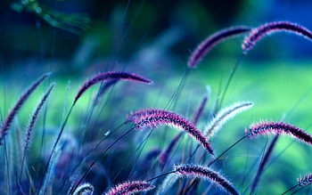 Grass, nature, spring, green HD wallpaper