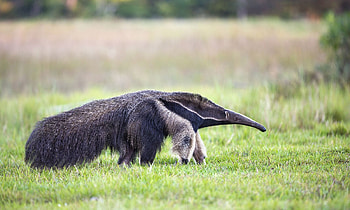 Anteater, Top backgrounds, Wildlife, Mammals HD wallpaper