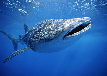 Whale shark, big fish, fish, shark HD wallpaper