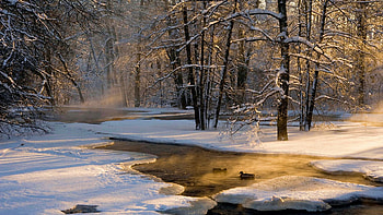 The First Light, ice, snow, ducks, river, sunlight, trees, forest HD wallpaper
