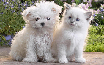 Animals, Cats, Dogs HD wallpaper