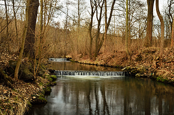 Nature, Rivers, Forest HD wallpaper