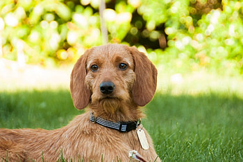 Dog, sweet, animal, dogs, cute, beautiful, puppys, puppy, pretty, animals, lovely HD wallpaper