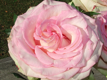 a Pink Cabbage Rose Close up, up, Pink, Close, Cabbage HD wallpaper