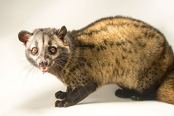 Common palm civet, Assam State Zoo HD wallpaper