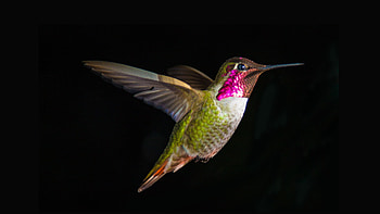 Bird Digital Art, birds, digital-art, artist HD wallpaper