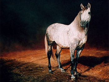 Solitude, spanish, andalusian, horses, darkness, grey HD wallpaper